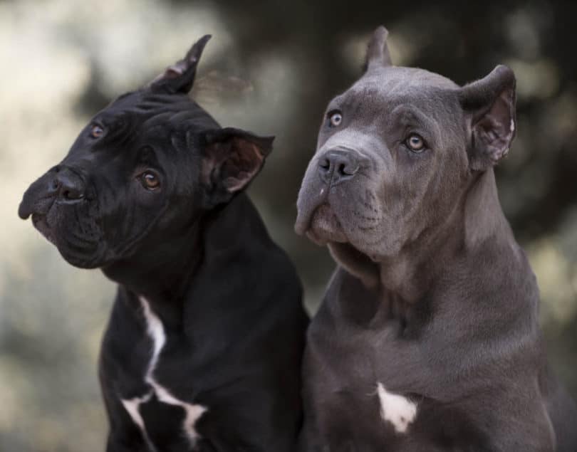 Two Cane Corso dogs with cropped ears looking at the camera