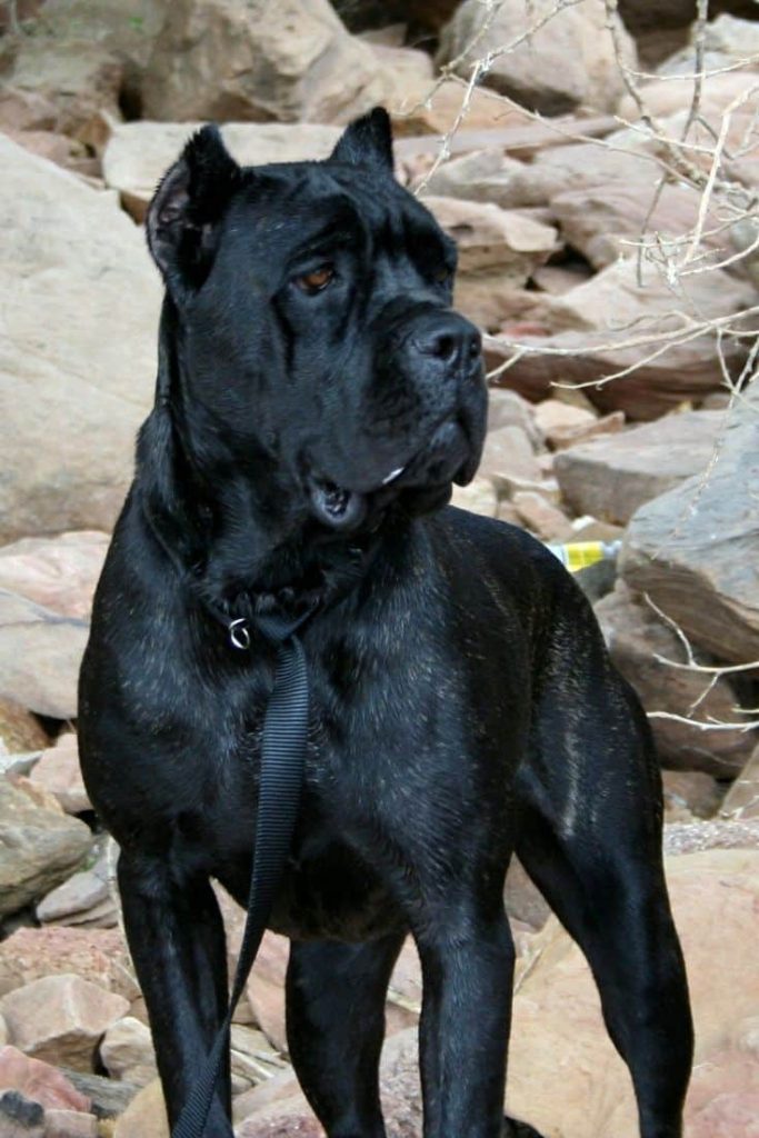 A black Cane Corso dog standing in front of light grey rocks.