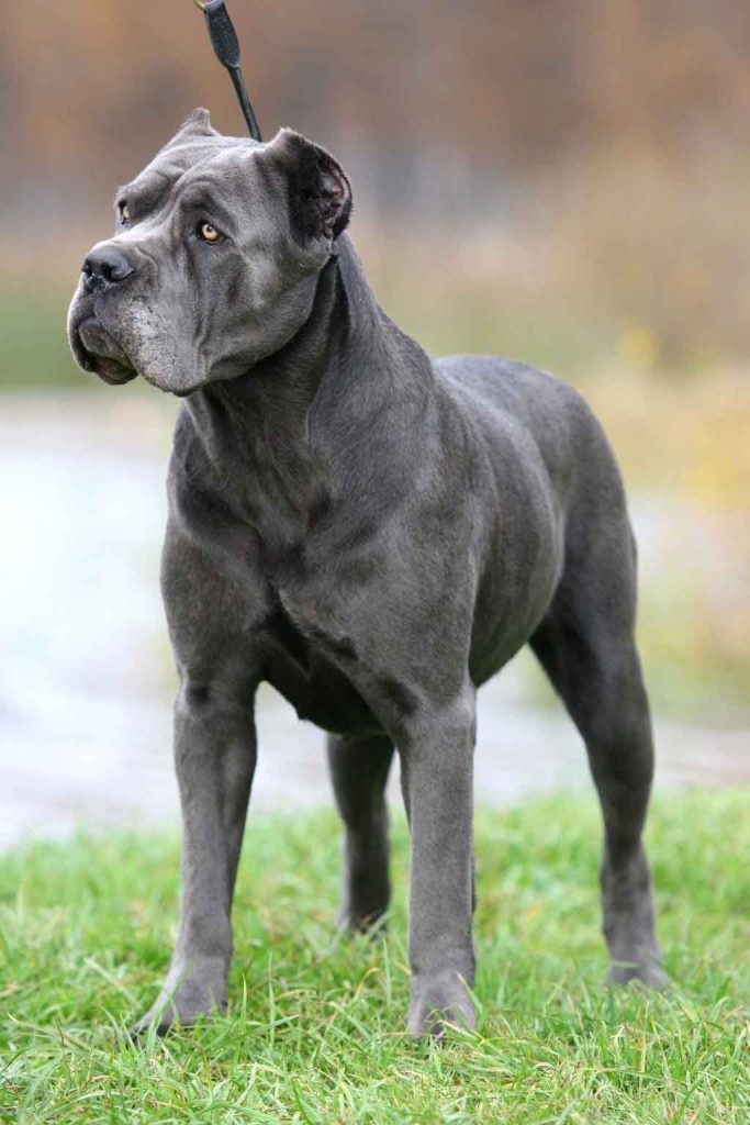 A black Cane Corso dog with cropped ears, standing on grass, looking to the left with a grumpy expression.