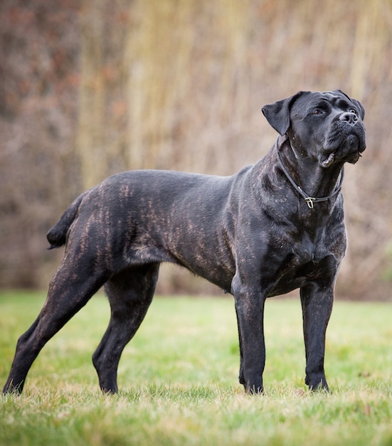 A black Cane Corso Dog standing in a grassy park, with autumn colored trees in the background.