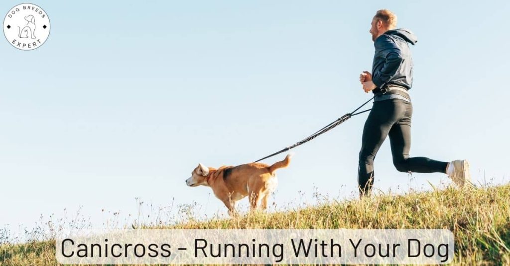 Canicross - Running With Your Dog