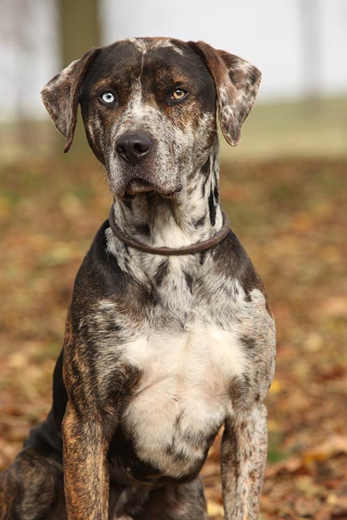 A Catahoula Leopard Dog with a blue eye sitting down in an autumn wood