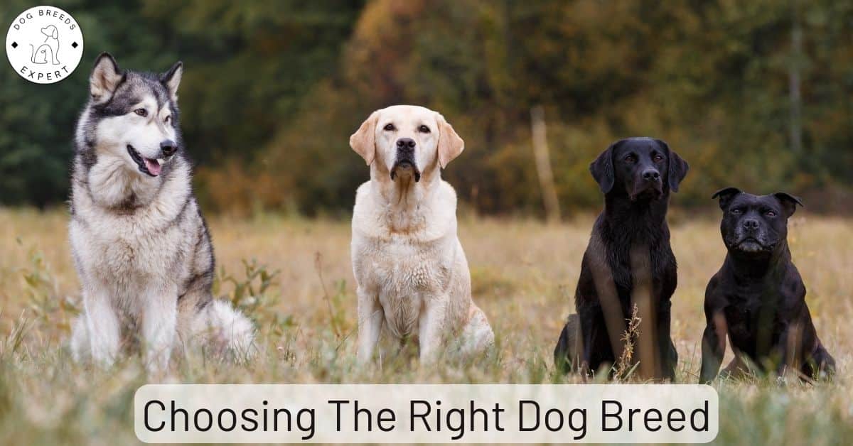 The Top 10 Smartest Dog Breeds PetHelpful atelieryuwa.ciao.jp