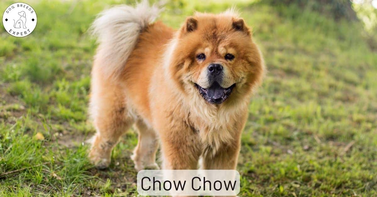 Chow Chow Dog Breed Guide. Full Information.