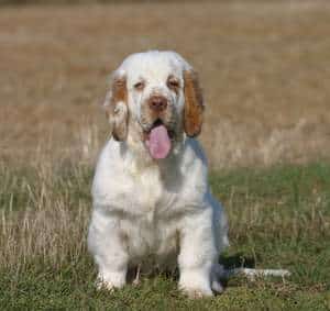 A white Clumber Spaniel sitting down on a patch of grass, with a brown field in the background