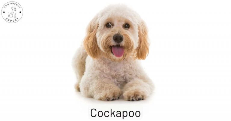 The Cockapoo - A Hybrid Dog With A Great Temperament