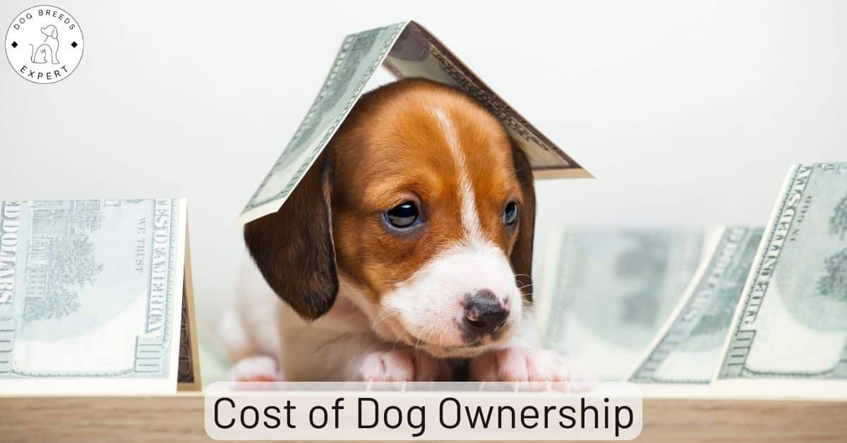 How Much Per Year Does It Cost To Own A Dog