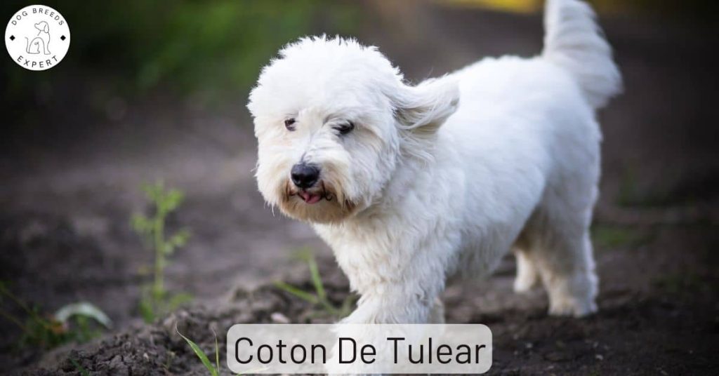 Coton De Tulear