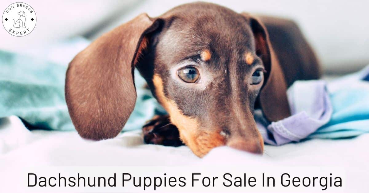 how-much-do-dachshund-puppies-cost