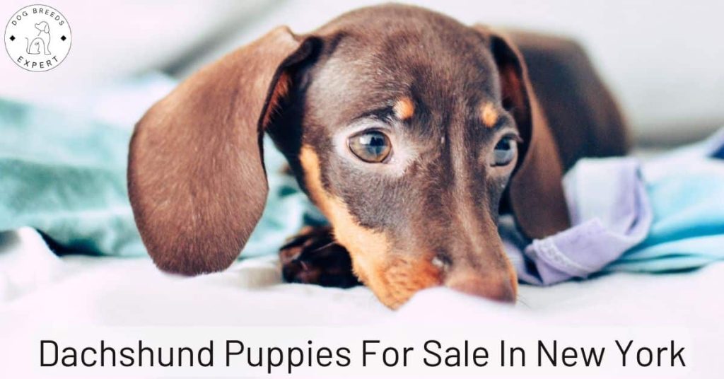 Dachshund Breeders In New York