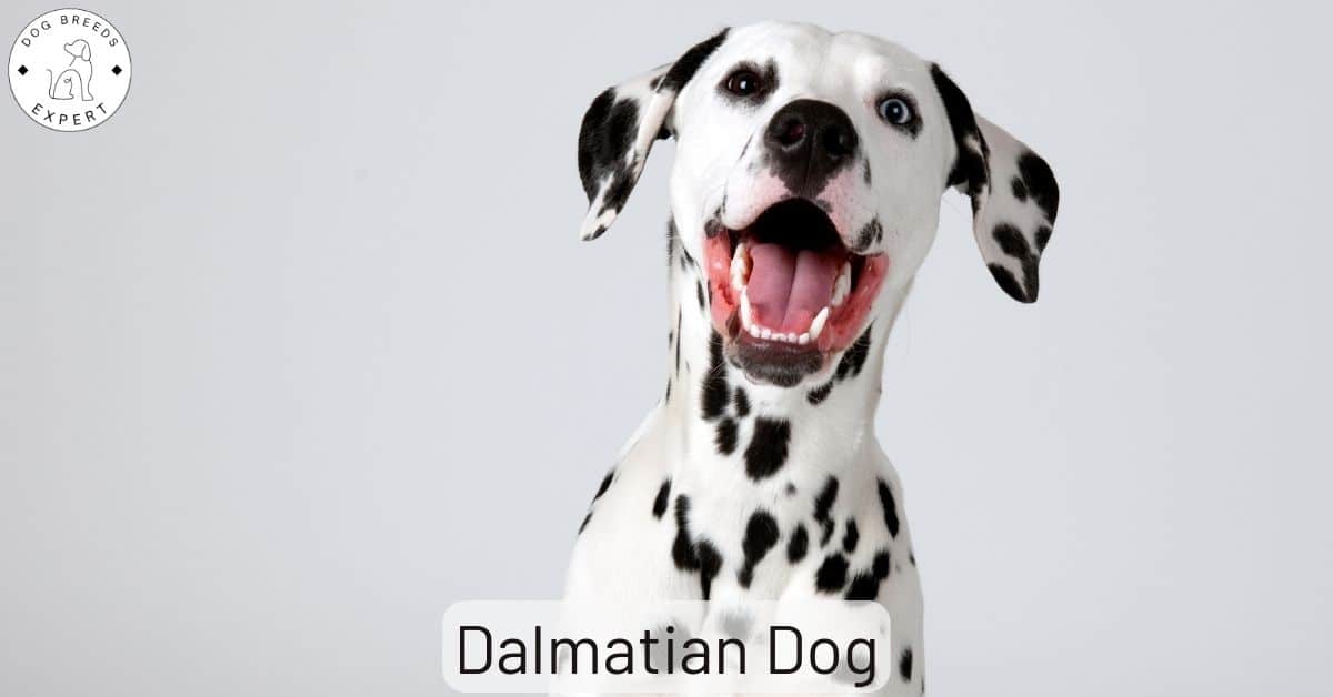 are dalmatians smart dogs