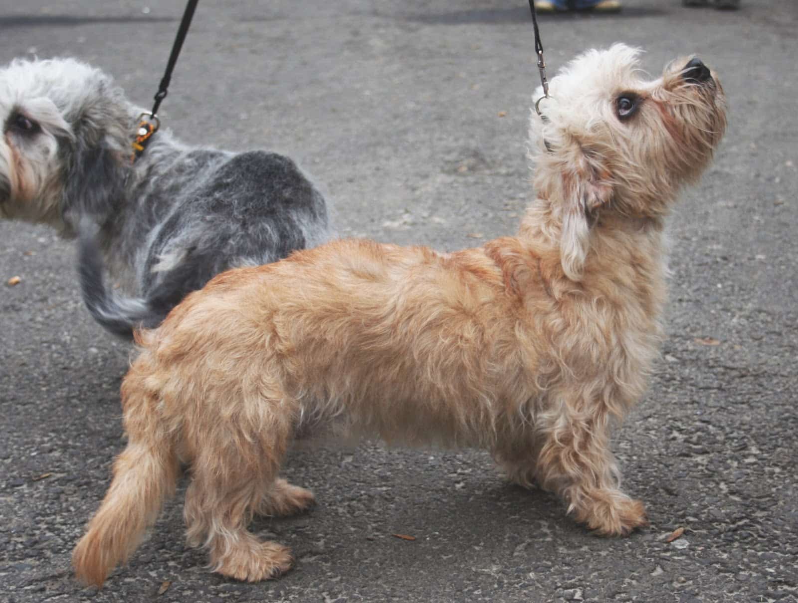 The Dandie Dinmont Terrier Is A Tough Dog From Scotland