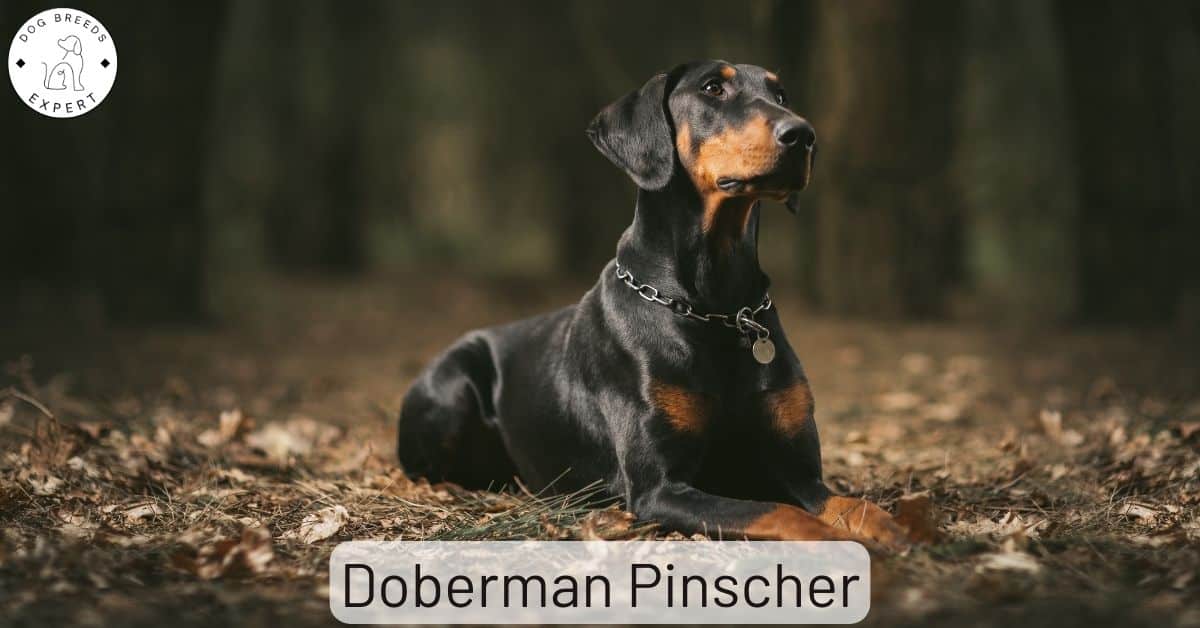 whats the difference between doberman and doberman pinscher