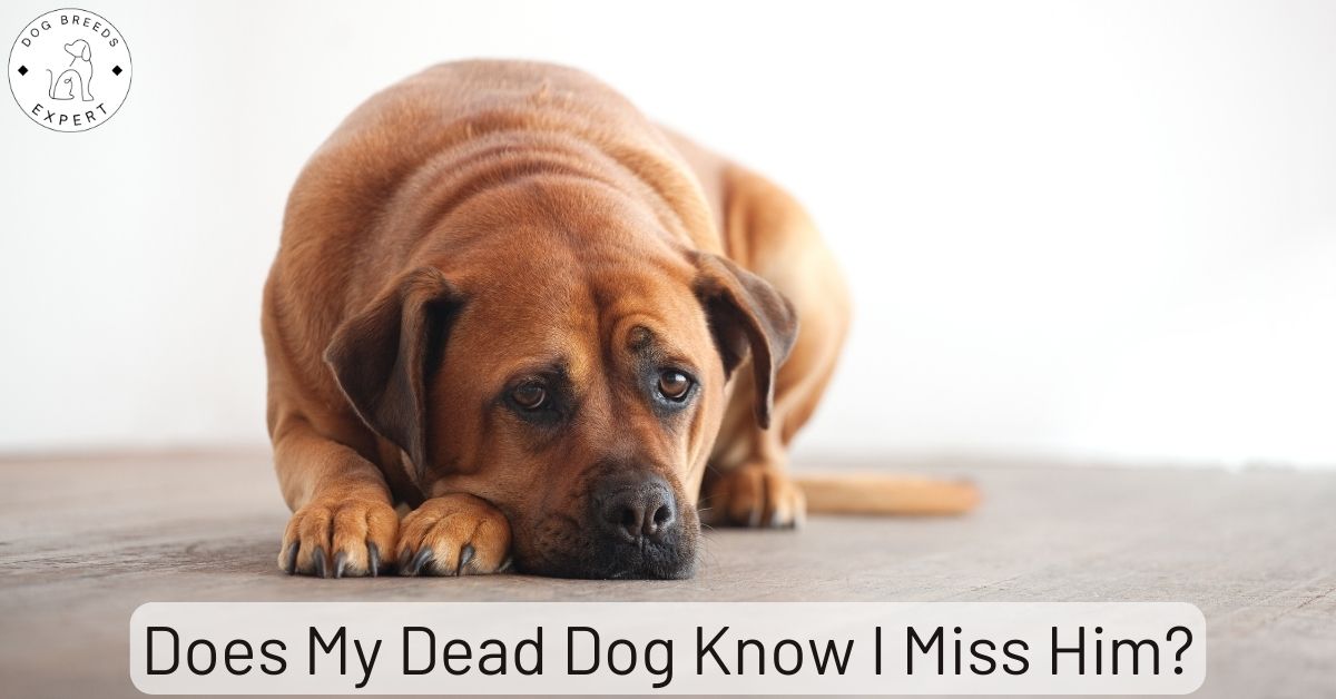 Does Your Dead Dog Know You Miss Him? [The Truth]