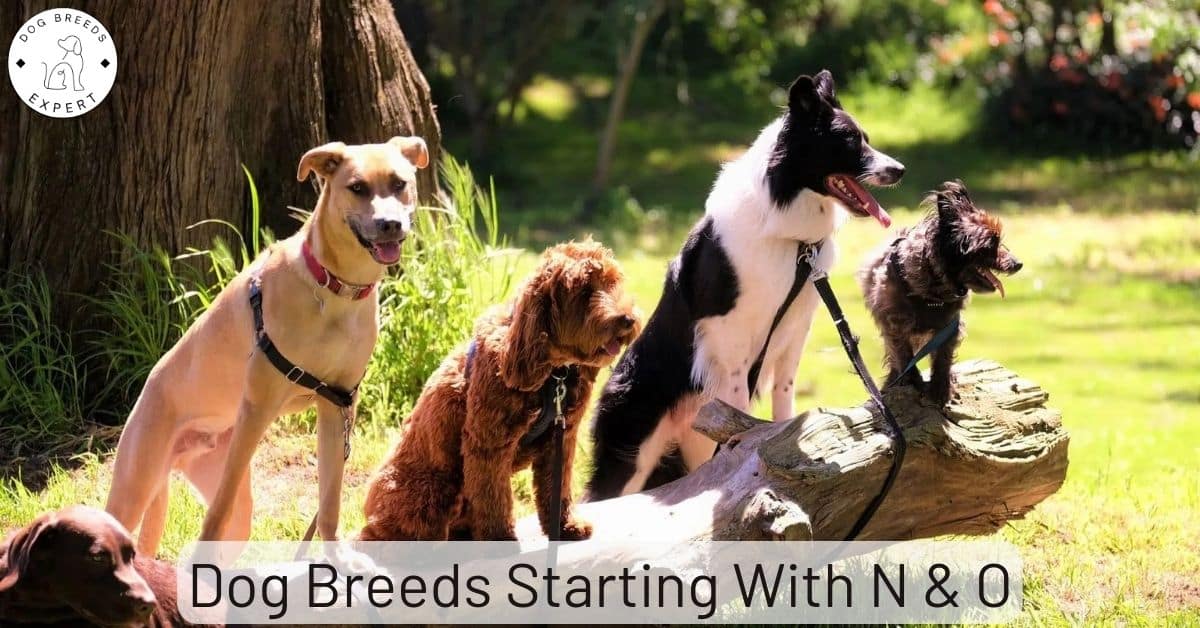 Dog Breeds A To Z Discover 34 dog breeds starting with A