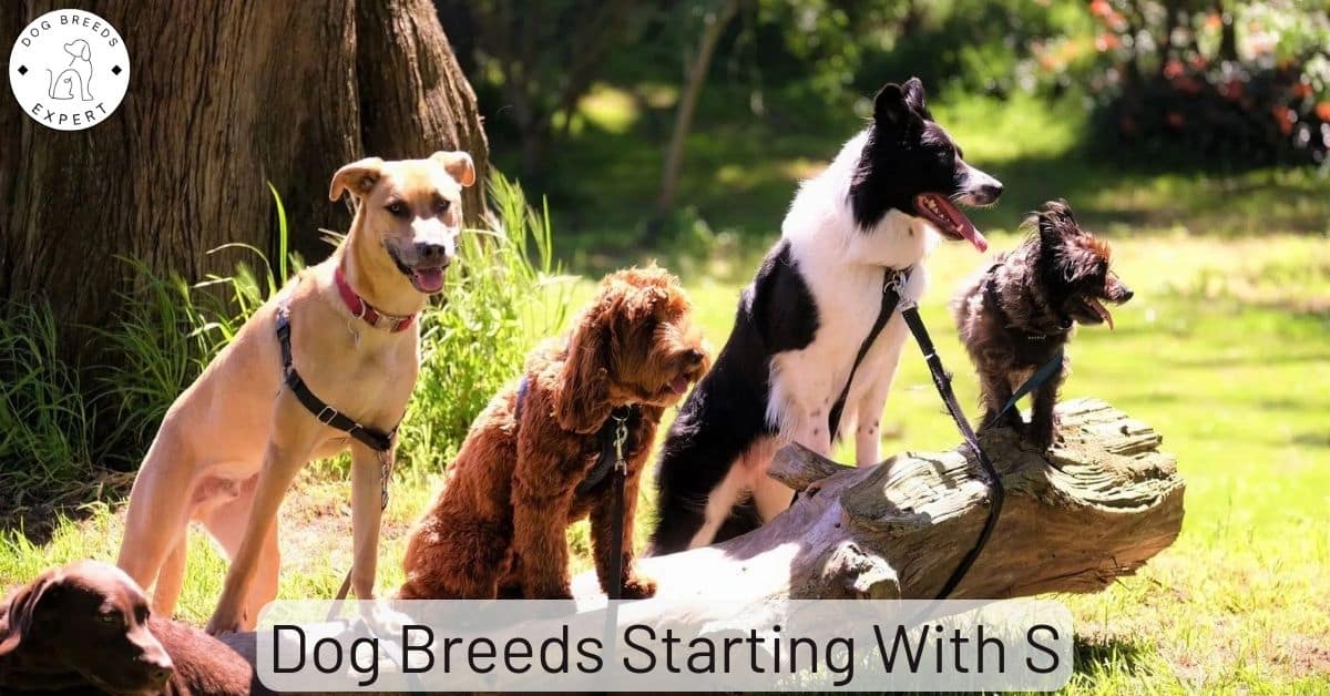 Types of dogs that start best sale with s