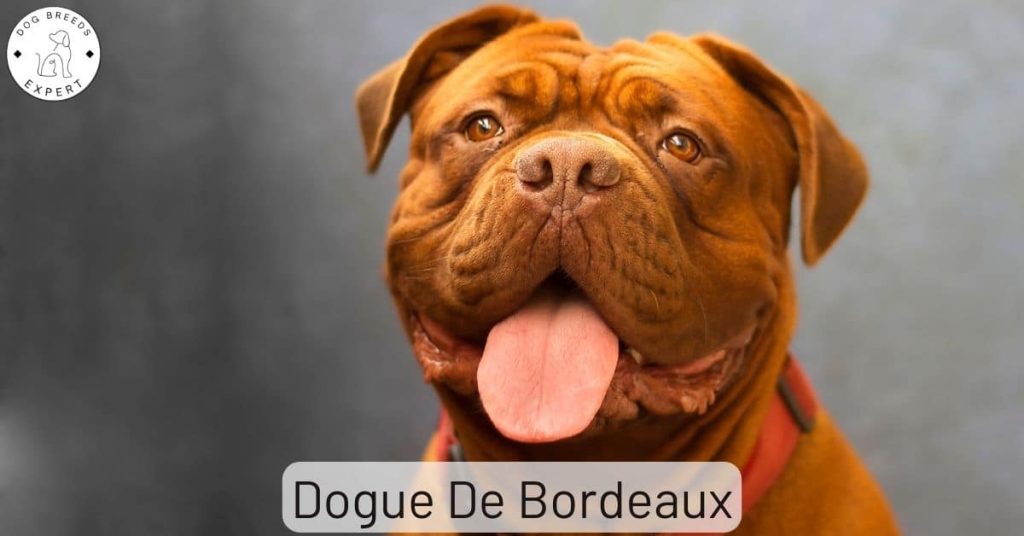 Dogue De Bordeaux