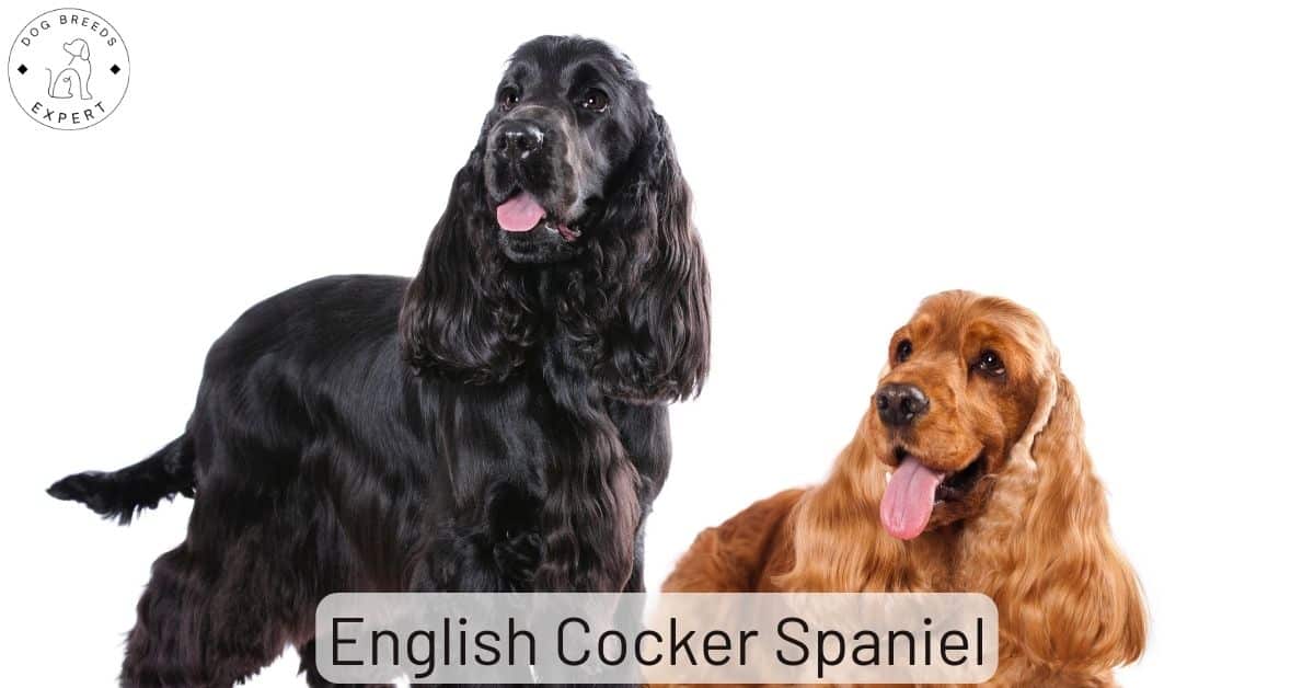 Are Cocker Spaniels Gentle