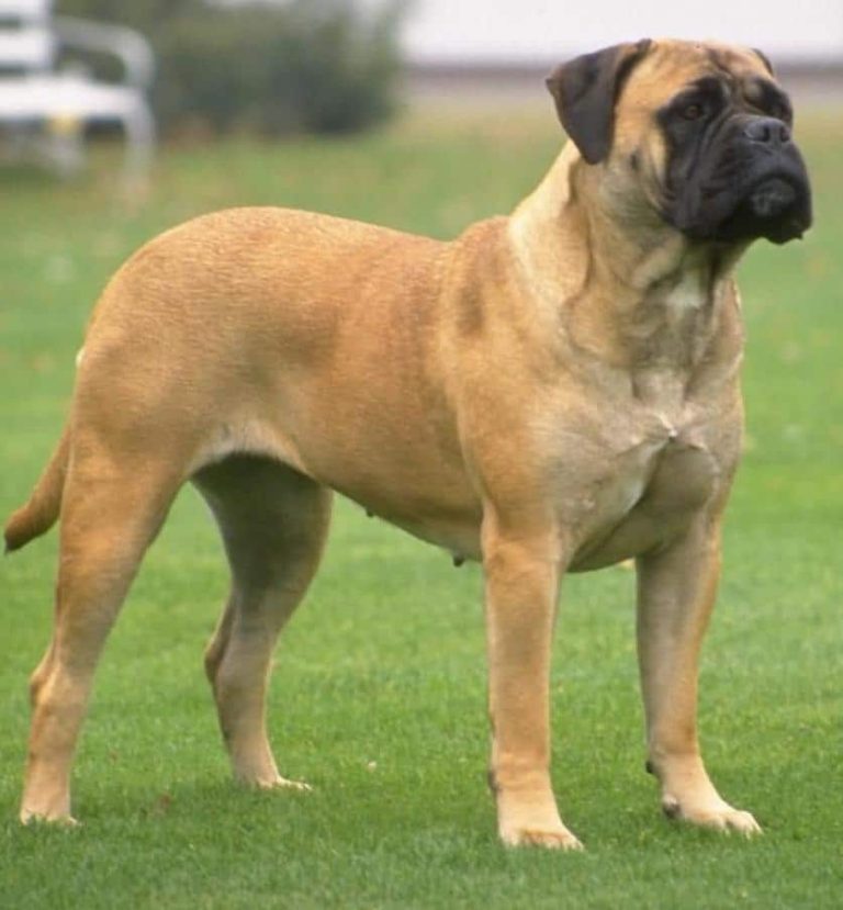The Most Powerful Dog Breeds In The World. Strongest Dog Breeds