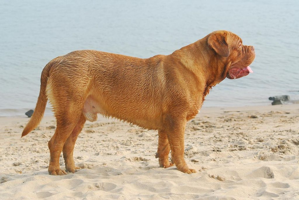 is french mastiff a good family dog