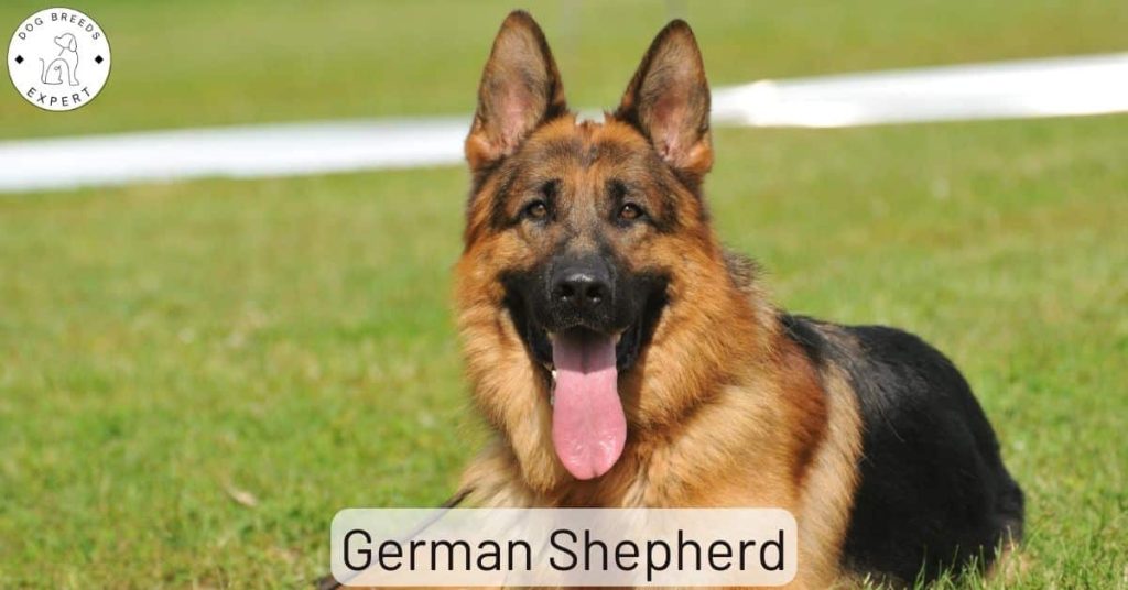 German Shepherd