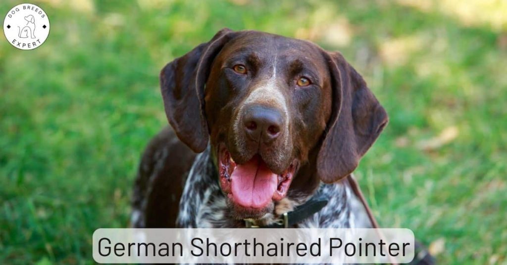 German Shorthaired Pointer