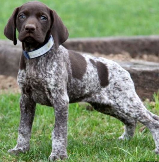 anyone have a german shorthaired pointer