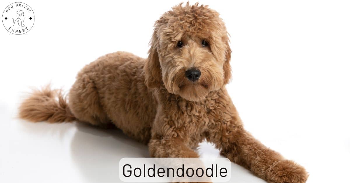 are goldendoodles good family pets