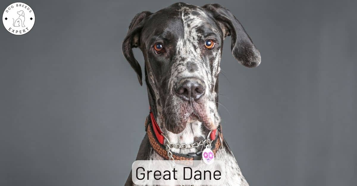 Great Dane Puppy Cropped Ears