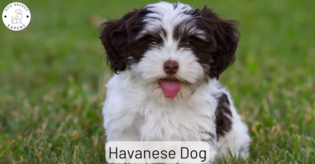 Are Havanese Good Family Dogs