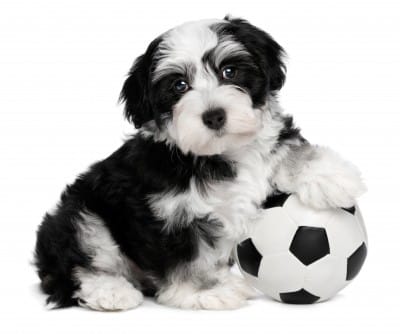 is a havanese a good family dog