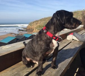 Jackapoo - A Hybrid Jack Russell And Poodle Cross.