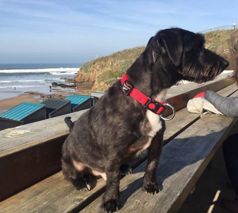 Jackapoo - A Hybrid Jack Russell And Poodle Cross.