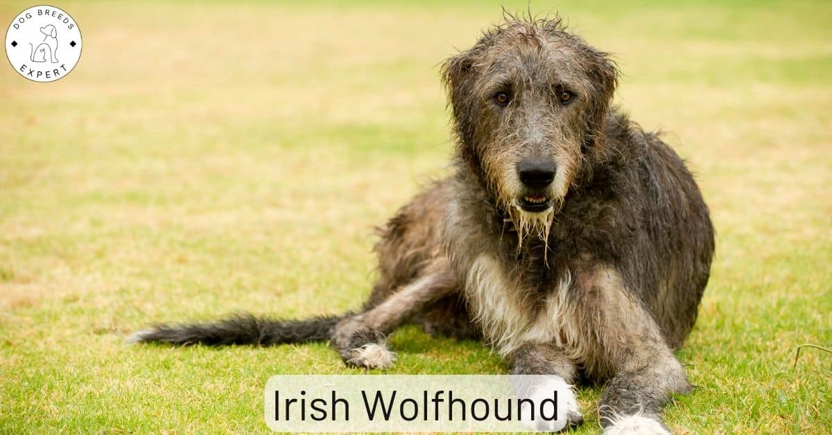 Irish Wolfhound Dog Breed Information And Facts About Wolfhounds