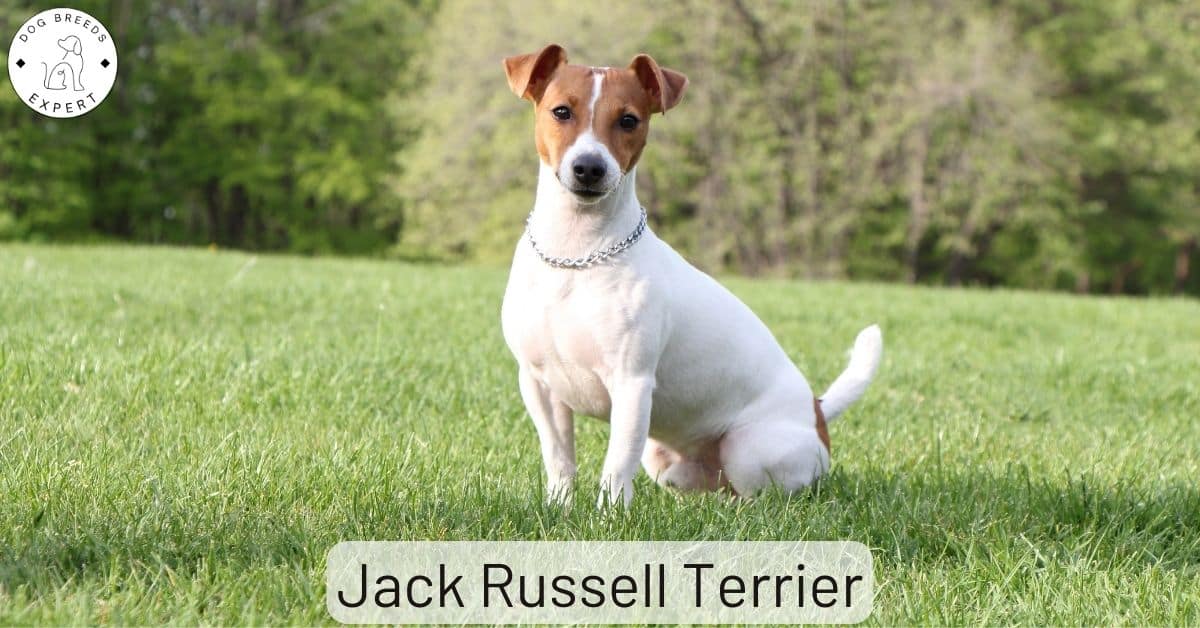 are all jack russells hyper