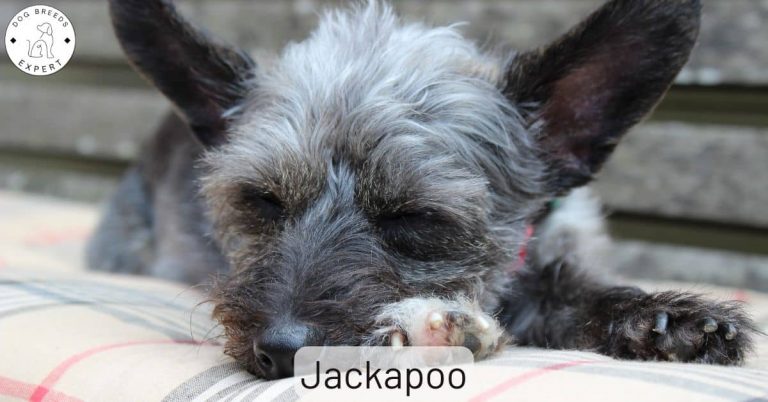 Jackapoo - A Hybrid Jack Russell And Poodle Cross.