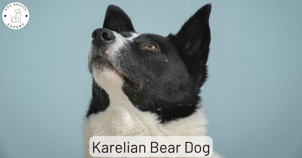 Karelian Bear Dog