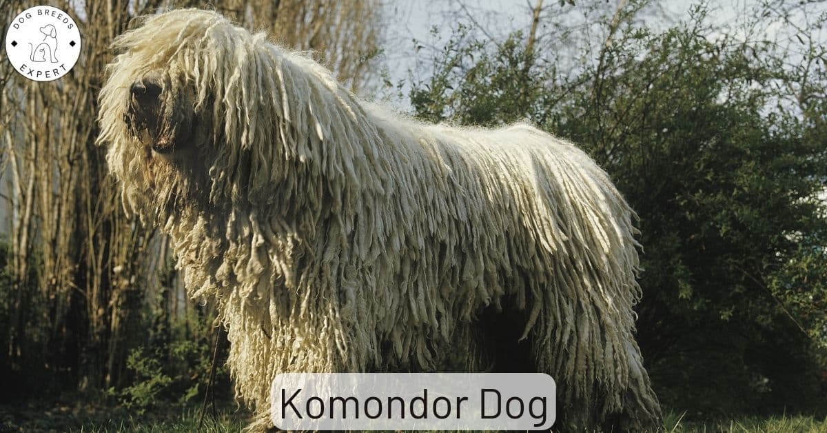 The Komondor Dog Breed Intelligent, Protective, Brave.