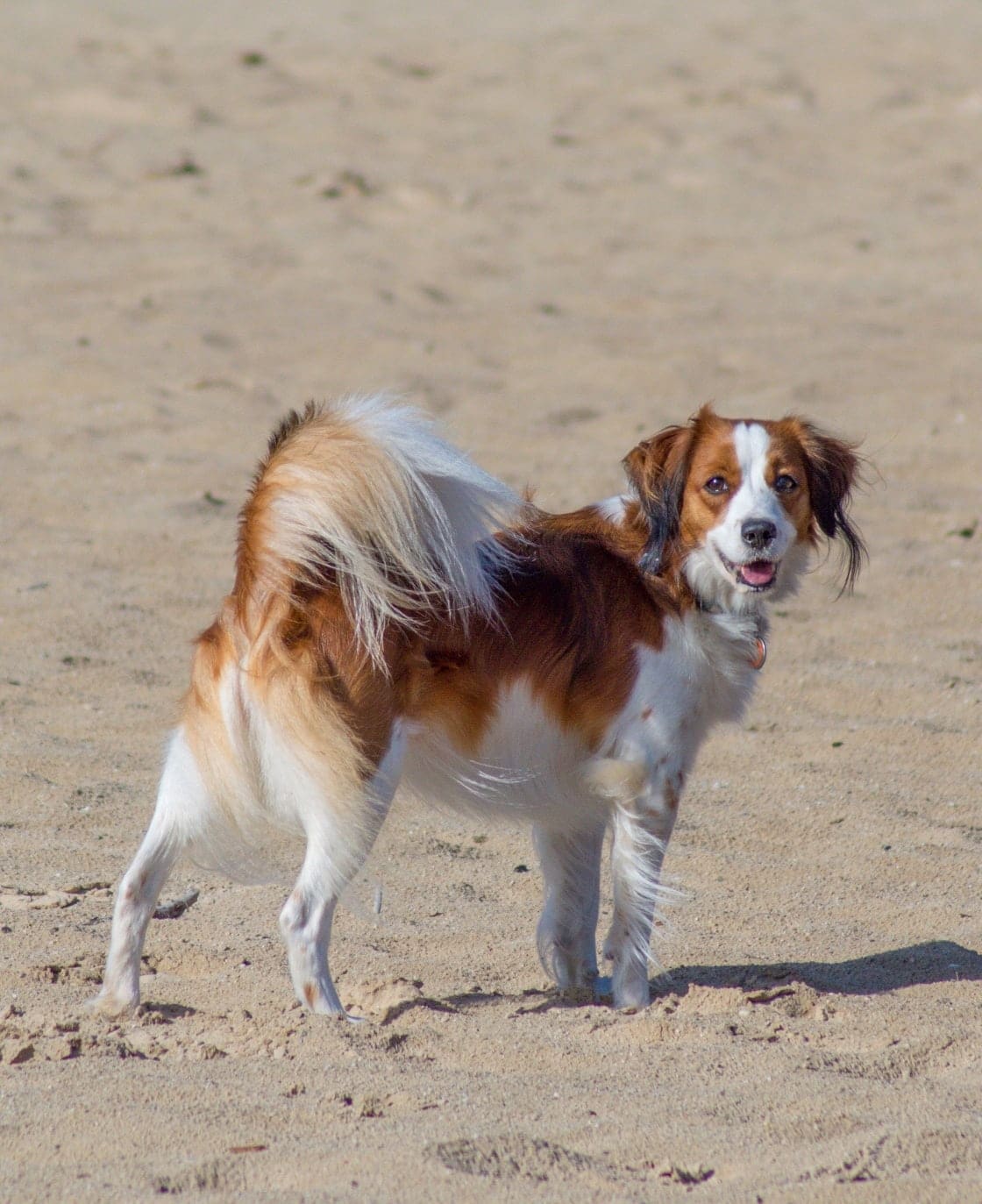 Nederlandse Kooikerhondje Dog Breed Information. A Guide.