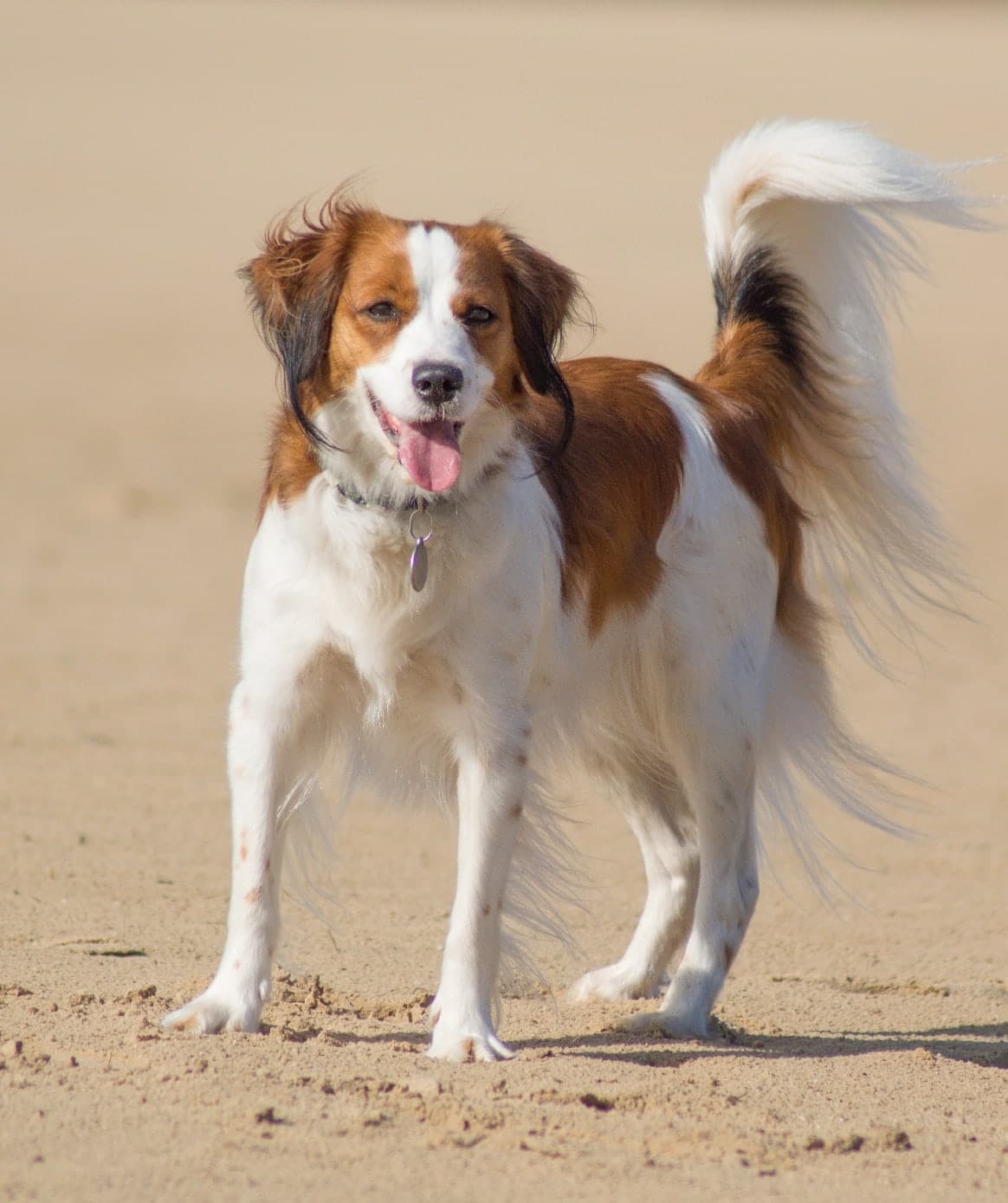 Nederlandse Kooikerhondje Dog Breed Information. A Guide.