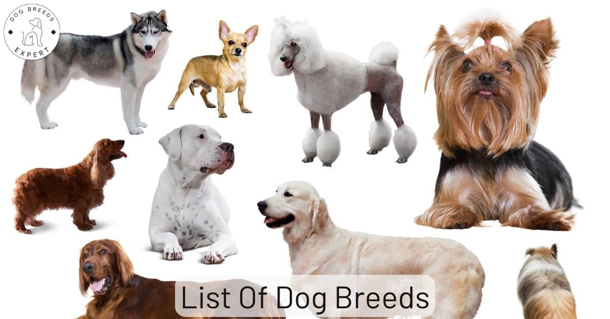 List Of Dog Breeds And Groupings What Dog Groups Are There?