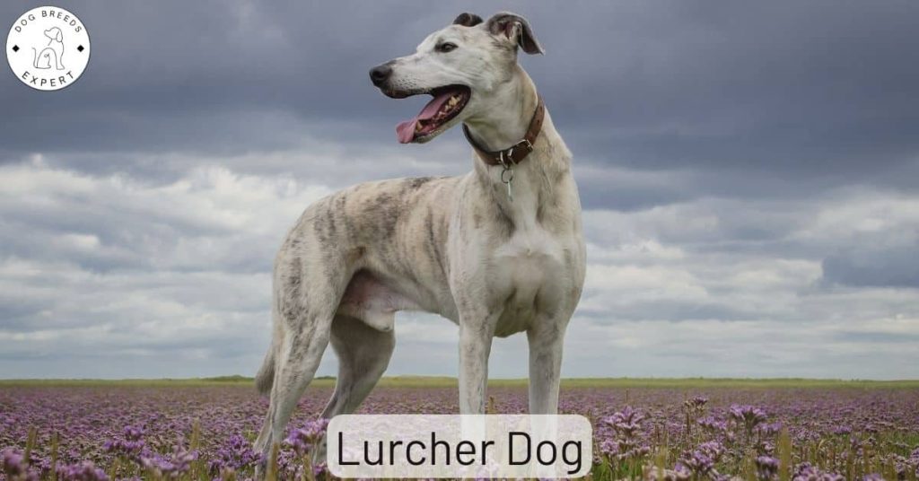 Lurcher Dog