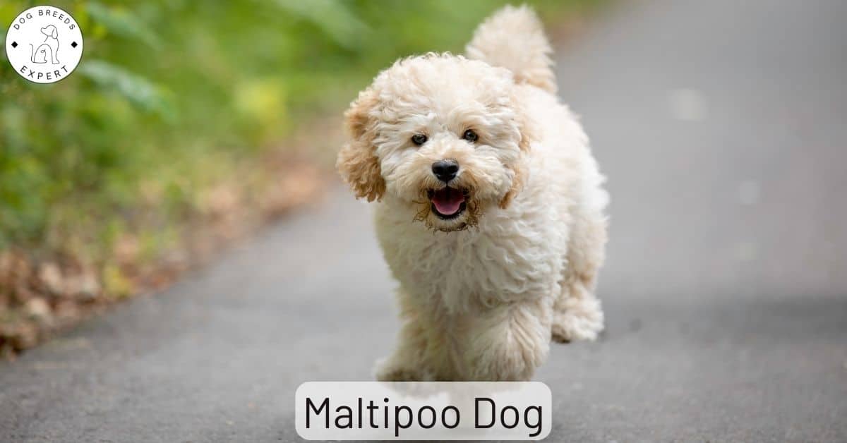 The Maltipoo Hybrid Dog Breed What's It Like?
