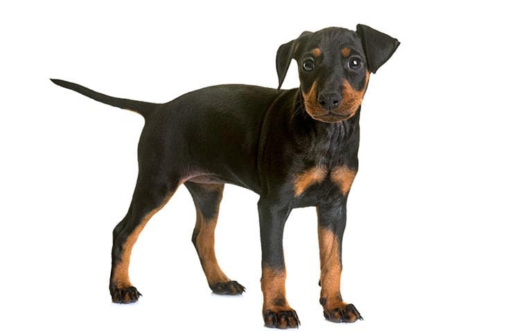 Manchester sales terrier shedding