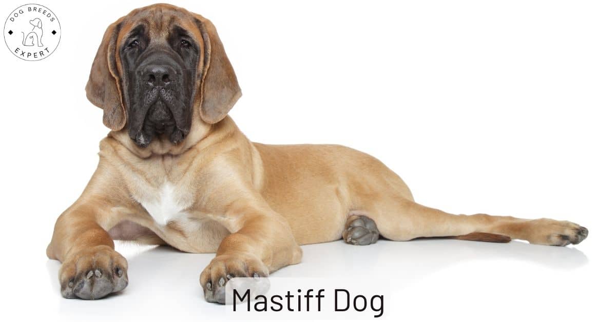 what to feed english mastiff puppy