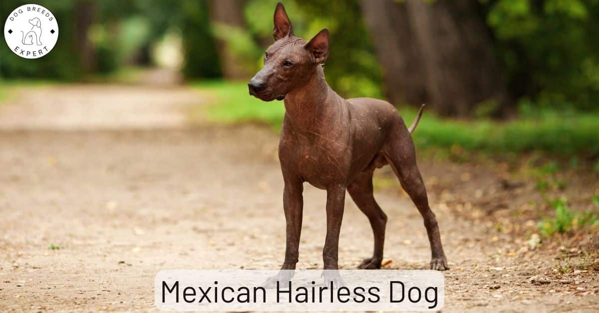 The Mexican Hairless Dog Is Also Called The Xoloitzcuintli