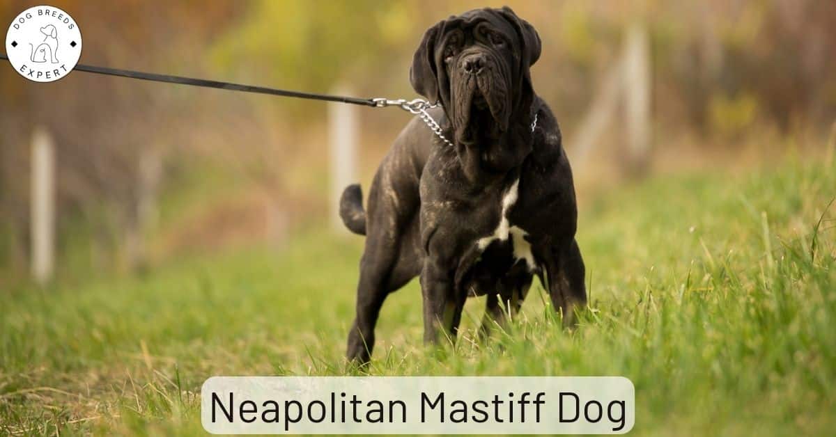 [Изображение: Neapolitan-Mastiff-Dog.jpg]