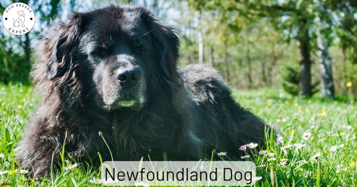 Are Newfoundlands Good Service Dogs