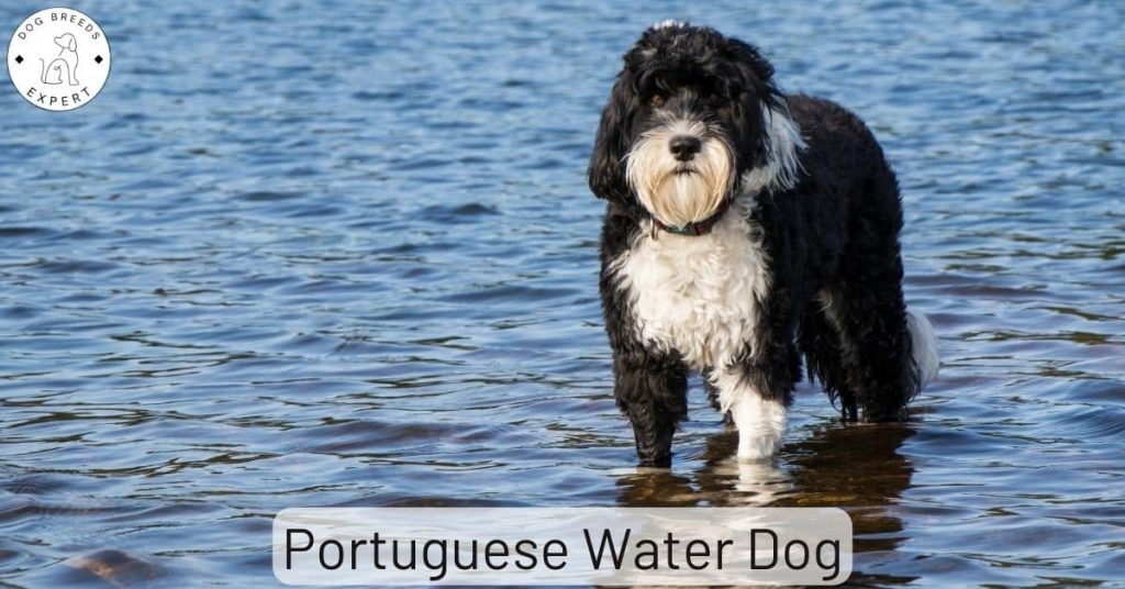 Portuguese Water Dog
