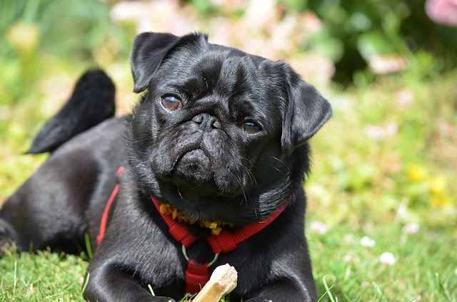 do jug dogs shed